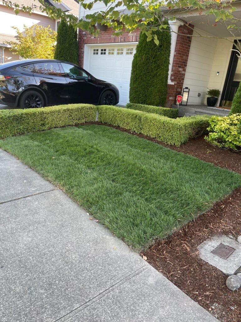 Sod Installation