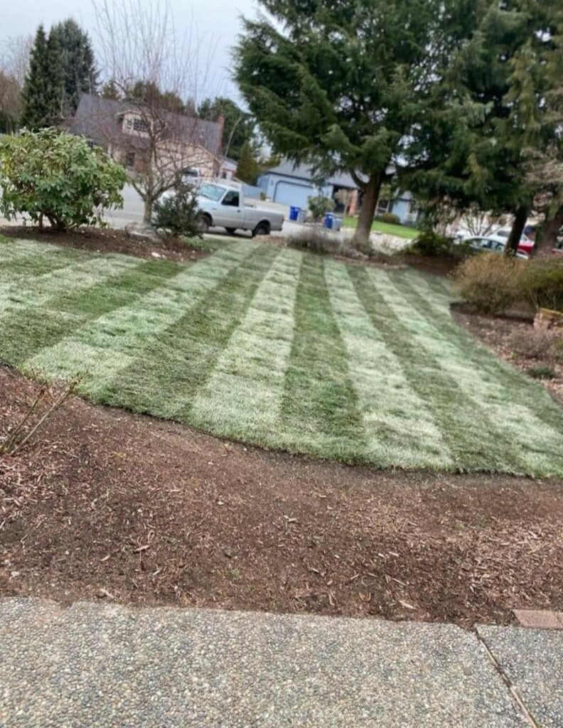 Sod Installation